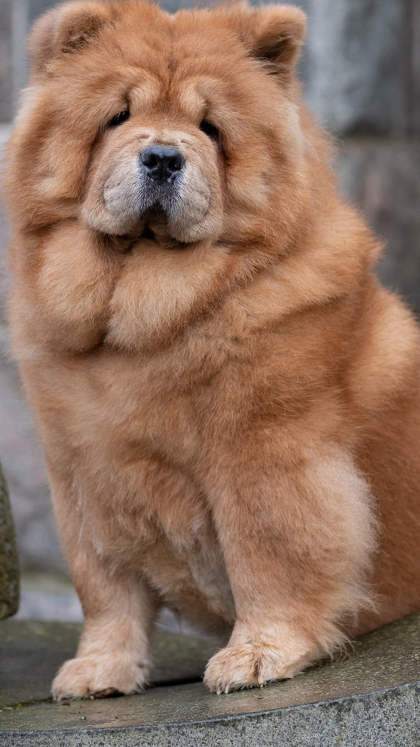 Brown Chow Chow Dog Is Sitting On Stone In Walls Background Dog HD phone wallpaper