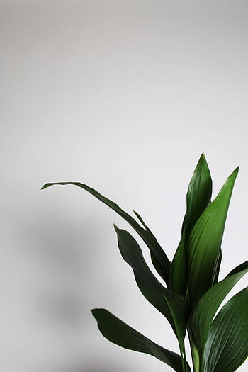 White aesthetic plants HD wallpapers | Pxfuel