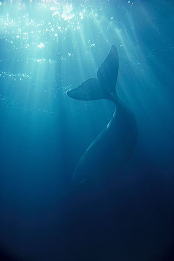 Whale 4K wallpapers for your desktop or mobile screen free and easy to  download