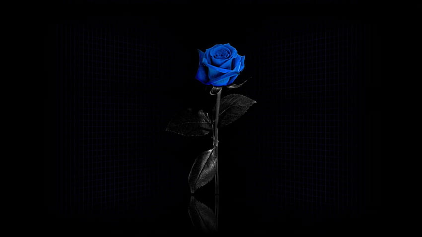 Reflection, Flower, Dark, Rose Flower, Rose, Grid HD wallpaper