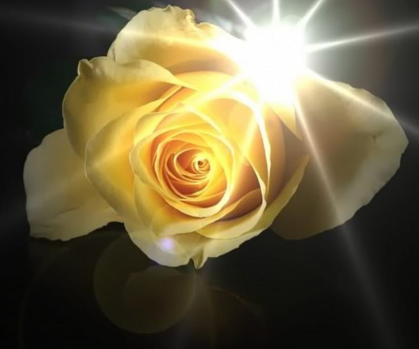 Single yellow Rose, glare, rose, fantasy, light, flower, nature HD wallpaper