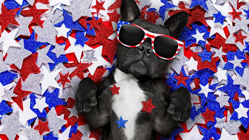 7월 4일 강아지, 애국적인 개 HD 월페이퍼