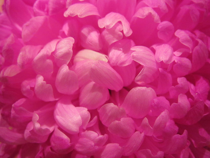 : Rosa Blume - Schönheit, Farbe, Flora - - Jooinn, Beautiful Pink Flowers HD-Hintergrundbild