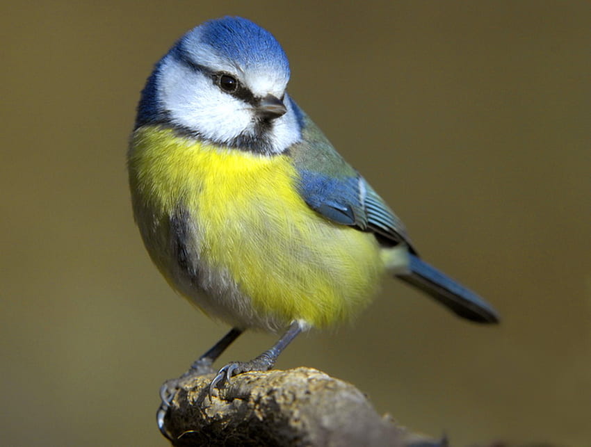 Little Blue, blue, perch, black, blue tit, bird, yellow HD wallpaper