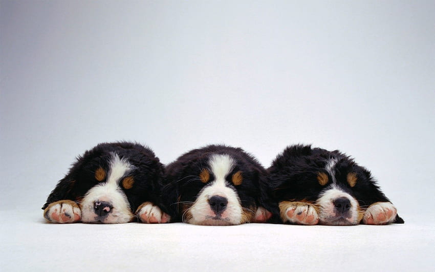 Cute puppies Bernese Mountain dog on a white background and - HD wallpaper