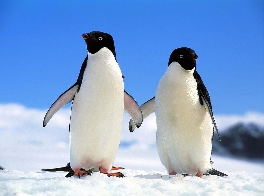 Animals, Winter, Pinguins, Couple, Pair, North HD wallpaper
