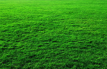 Green grass backgrounds texture HD wallpapers | Pxfuel