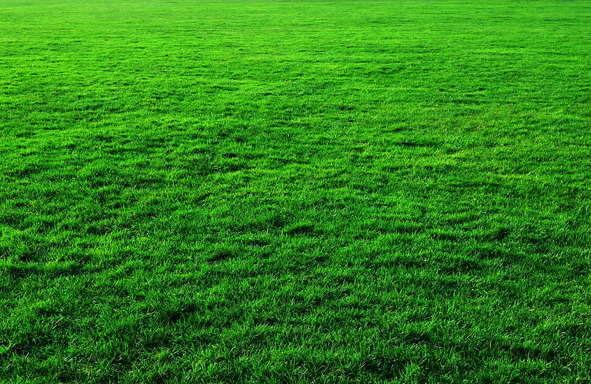 Green Grass Background Green Grass HD duvar kağıdı