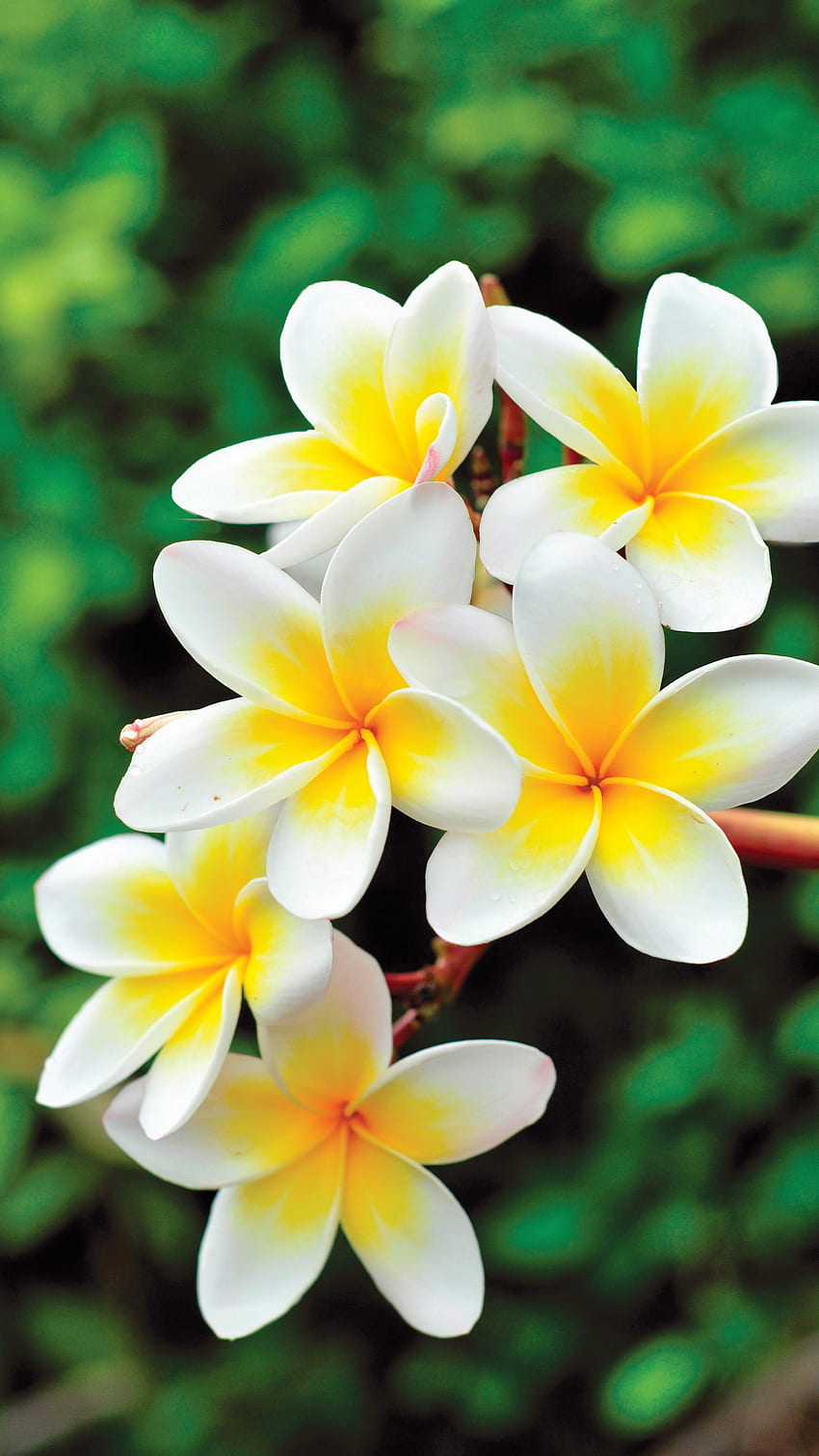 Piękne kwiaty, Czampa Tapeta na telefon HD