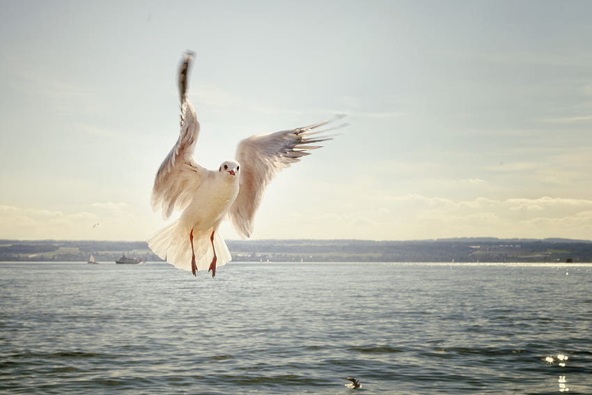 Animals, Sea, Bird, Flight, Seagull, Gull HD wallpaper