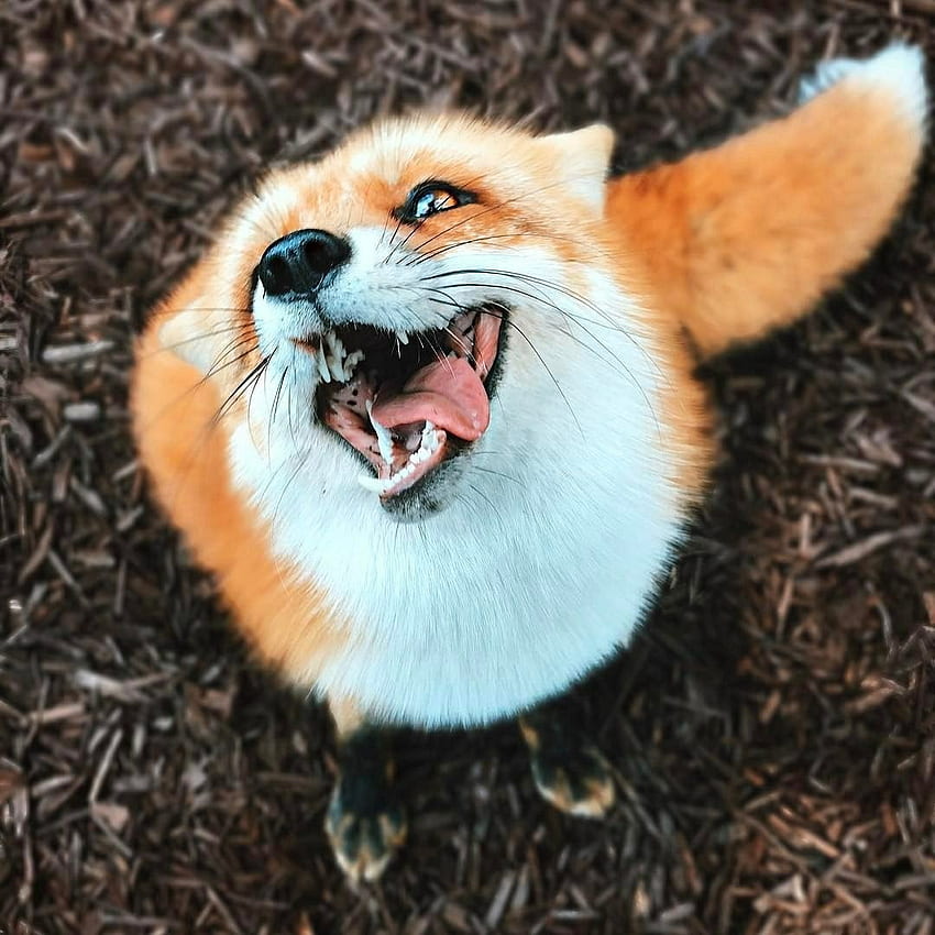 Meet Juniper, The Pet Fox. : R Pics HD phone wallpaper