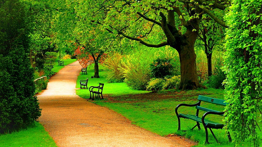 緑豊かな公園、美しい公園 高画質の壁紙