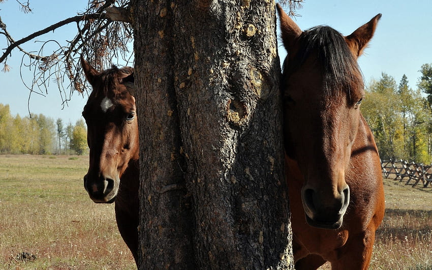 Tiere, Pferde, Holz, Paar, Paar, Baum, Kopf HD-Hintergrundbild