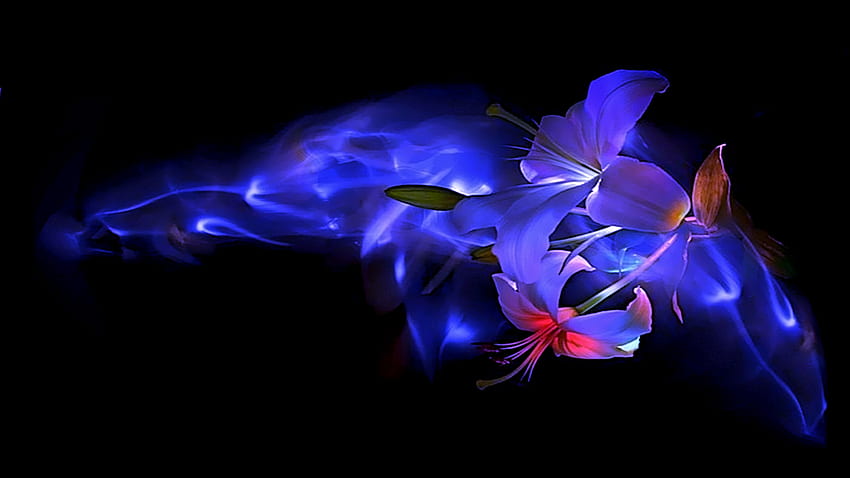ความรักคือความสุข สีฟ้า นามธรรม ดอกไม้ ความรัก ความห่วงใย โรแมนติก ดอกทิวลิป ความงาม วอลล์เปเปอร์ HD