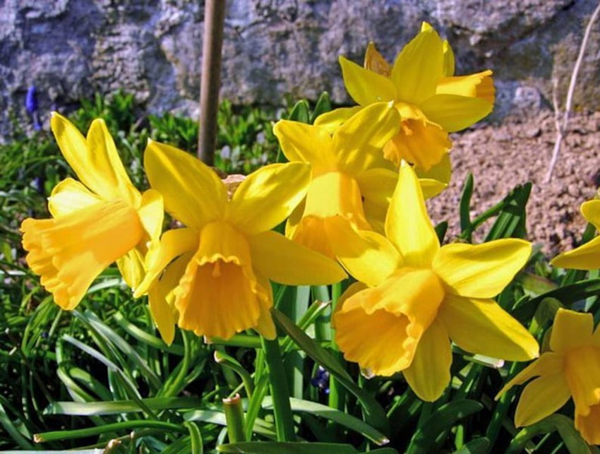 Yellow Daffodils, nature, flowers, daffodils, yellow HD wallpaper
