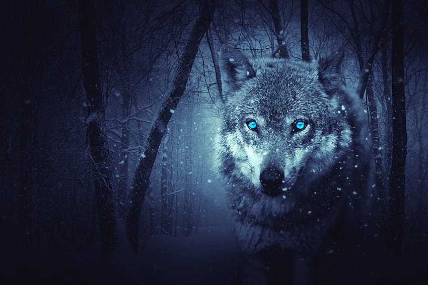 Blaue Wolfsaugen, blaues Tier HD-Hintergrundbild