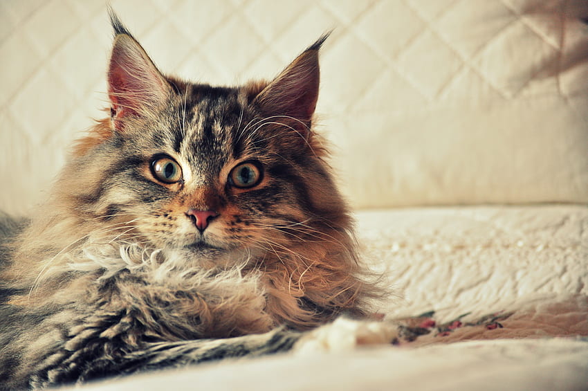 Animals, Cat, Fluffy, Sight, Opinion, Maine Coon, Maine HD wallpaper
