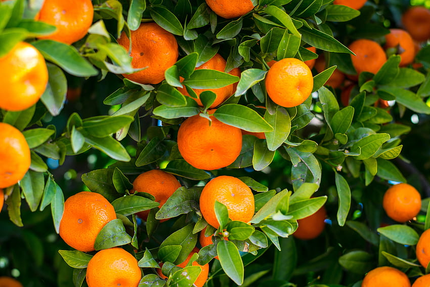 Mandarines, folliage, nature, food, leves, tree, , orange, citrus, green, yellow, fruit HD wallpaper