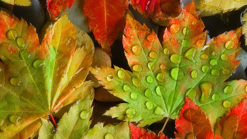 Jesienne liście, upadek, krople, kolory, piękny, ładny, tło, spadanie, liście, mokro, ładny, jesień, natura, rosa, śliczny, listowie Tapeta HD