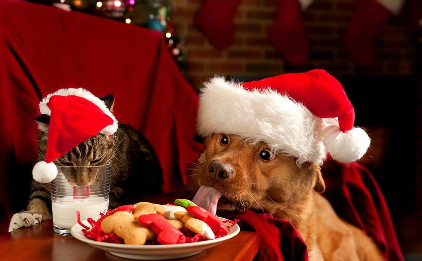 งานฉลองคริสต์มาส ลูกแมว สุนัข อาหารค่ำ คิตตี้ ดี วันหยุด จาน งานฉลอง ปีใหม่ เพื่อน นม โต๊ะ กิน แมว สวย อาหาร ลูกสุนัข สวย คริสต์มาส อาหารกลางวัน ไฟ แดง ตลก ความสุขที่น่ารัก วอลล์เปเปอร์ HD