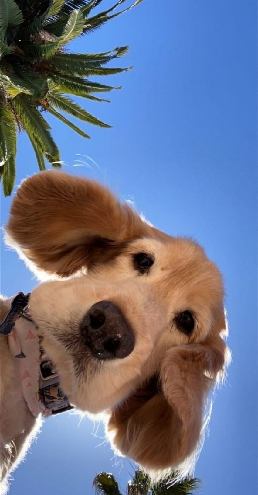 Anjing, lucu wallpaper ponsel HD