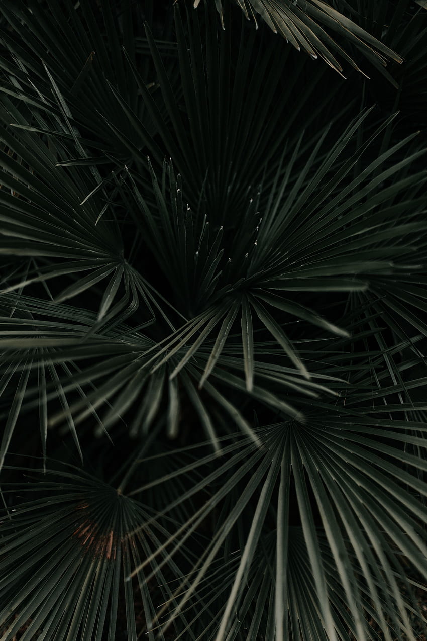 Тъмно зелено, листа, растение, макро, палма, клони, тропически HD тапет за телефон