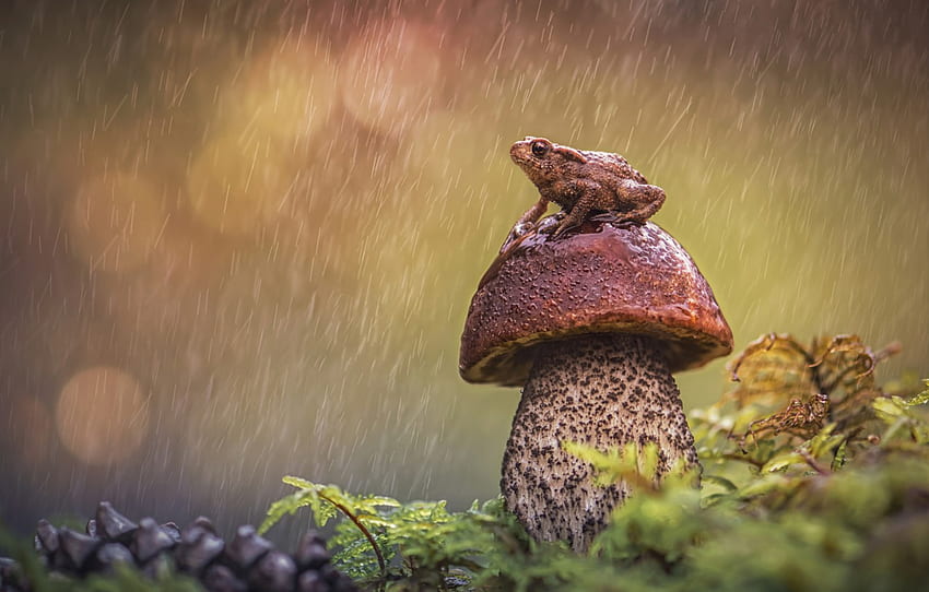 Notebook: Cute Frog With Mushroom Hat, Lined Journal