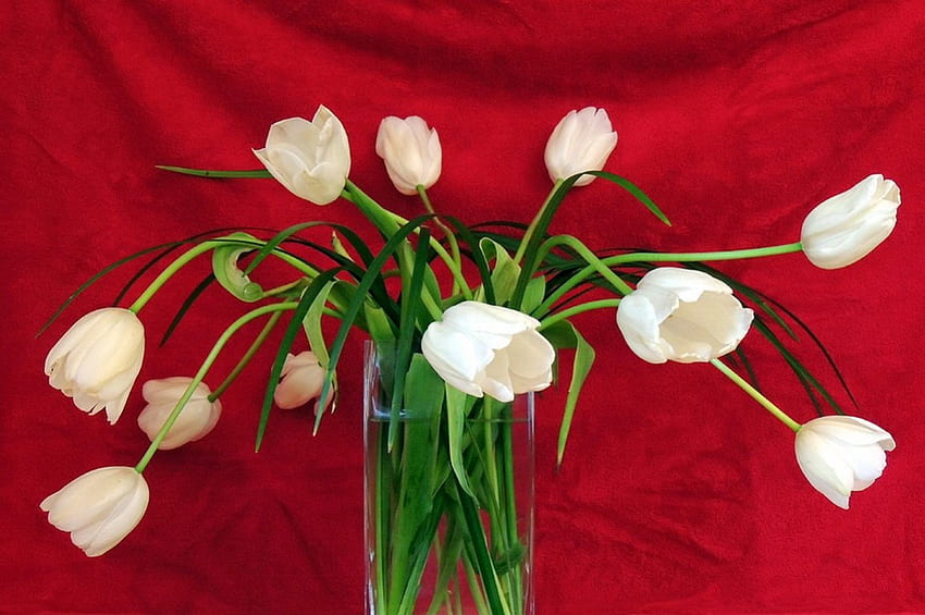 Jolies tulipes blanches, blanc, vase, belle, tulipes, gentil, tendre, nature morte, arrière-plan, délicat, joli, rouge, fleurs, charmant Fond d'écran HD