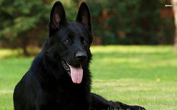 black german shepherd wallpaper