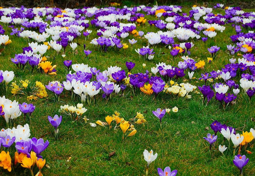 Lapangan Crocuse, seni, lapangan, bunga crocuse, penuh warna, indah Wallpaper HD