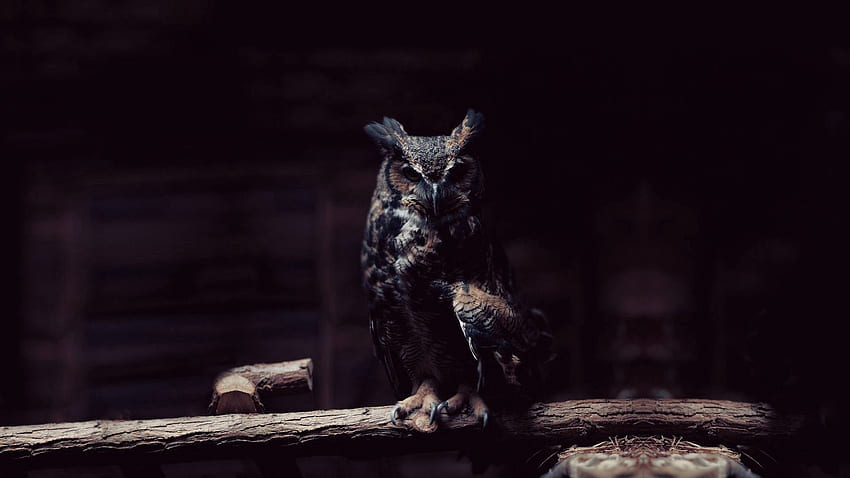 สัตว์ นกฮูก มืด นั่ง กิ่งไม้ เงา วอลล์เปเปอร์ HD