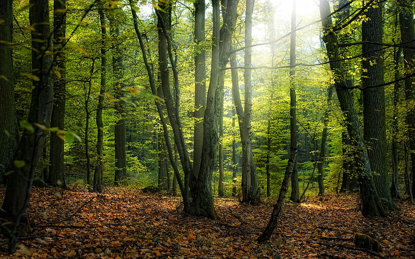 Foresta, alberi, foglie, natura Sfondo HD