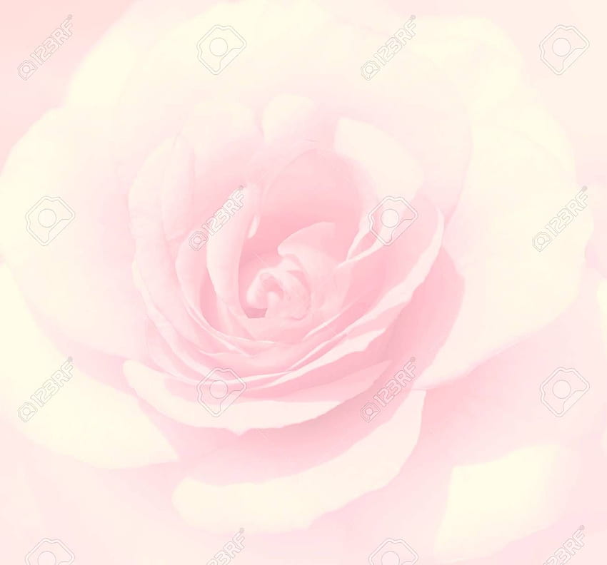 Мек фокус Светло розов розов фон Разфокусирани замъглени розови листенца [] за вашия мобилен телефон и таблет. Разгледайте фона на розовите рози. Розови рози , Розови рози за HD тапет