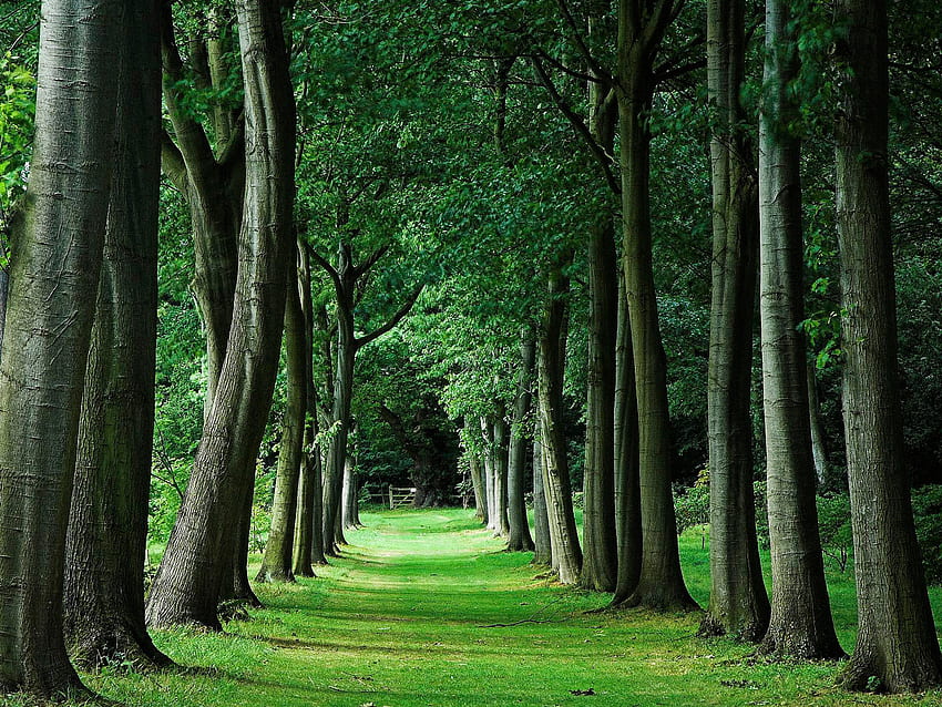 GASSE IM WALD, Bäume, Gasse, Wald, grün HD-Hintergrundbild