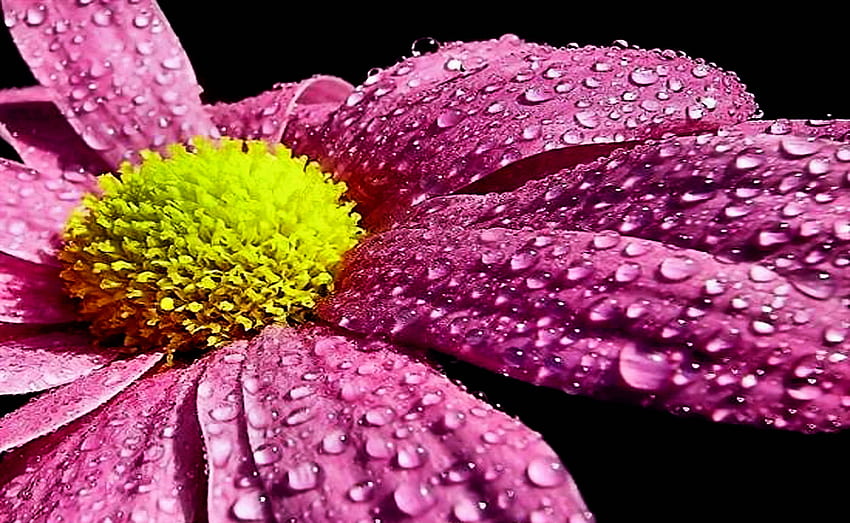 Lovely, rain, drops, beautiful, pink, daisy, flower, nature, flowers HD wallpaper