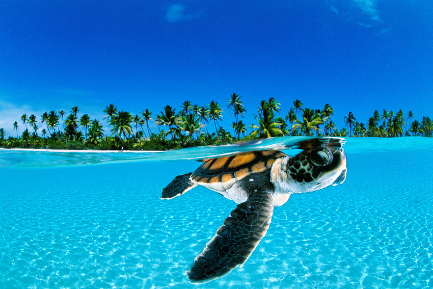 Защо животът е толкова труден за морските костенурки, National Geographic Ocean HD тапет