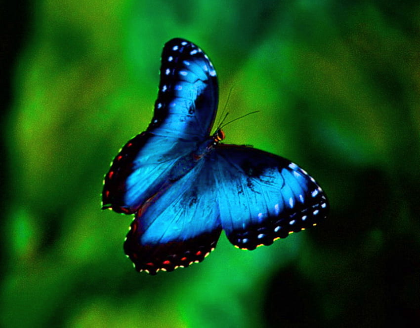 Luccicante, blu, ali, nero, farfalla, verde, morpho Sfondo HD