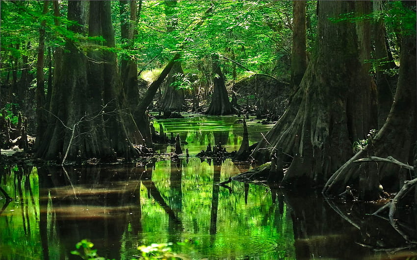 tiefer Waldsumpf -, Feuchtgebiet HD-Hintergrundbild