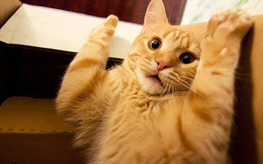 Shocked Cat, Cat Meme HD wallpaper