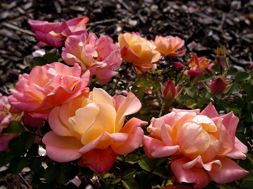 verstreute Rosen, Herbst, Rosa, Blumenstrauß, Rosen HD-Hintergrundbild