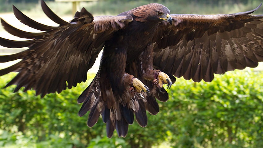 Nature Eagle, Golden Eagle HD wallpaper