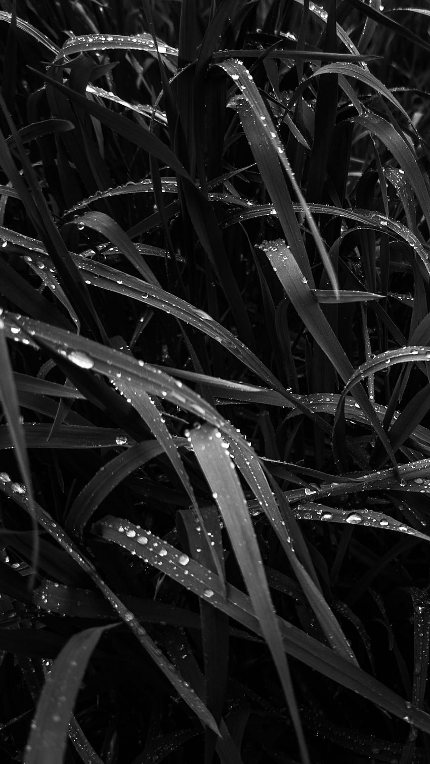 grass, dew, wet, black and white q samsung galaxy s6, s7, edge, note, lg g4 background, 1440X2560 White HD phone wallpaper