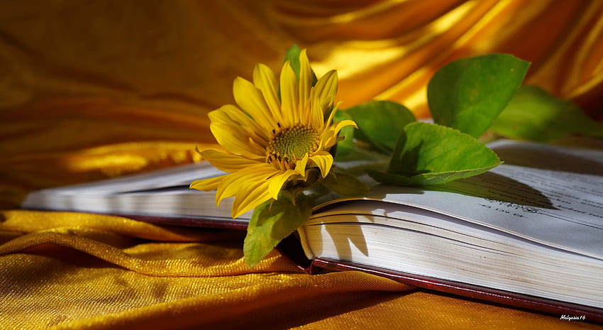 ひまわりの本、金色、美しい、ひまわり、本、きれい、花、黄色、ページ、素敵 高画質の壁紙