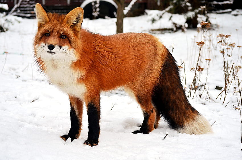 Cute red fox with fluffy tail in snowy winter · Stock, Funny Fox HD wallpaper