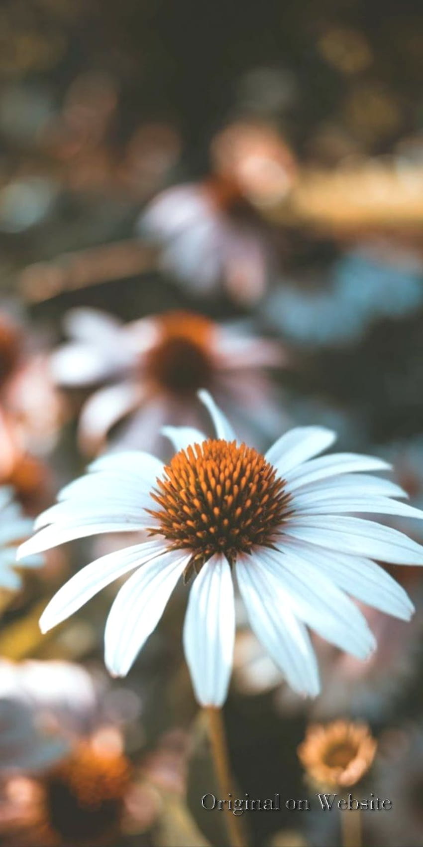 iPhone Aesthetic- Common Daisy - Aesthetic, Spring Aesthetic HD phone wallpaper