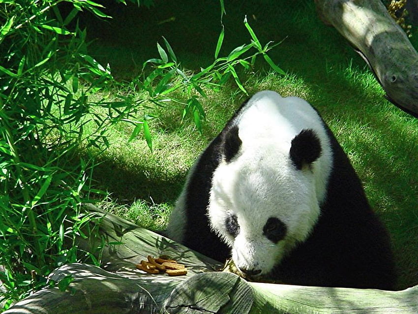 panda, nature, wild, china HD wallpaper