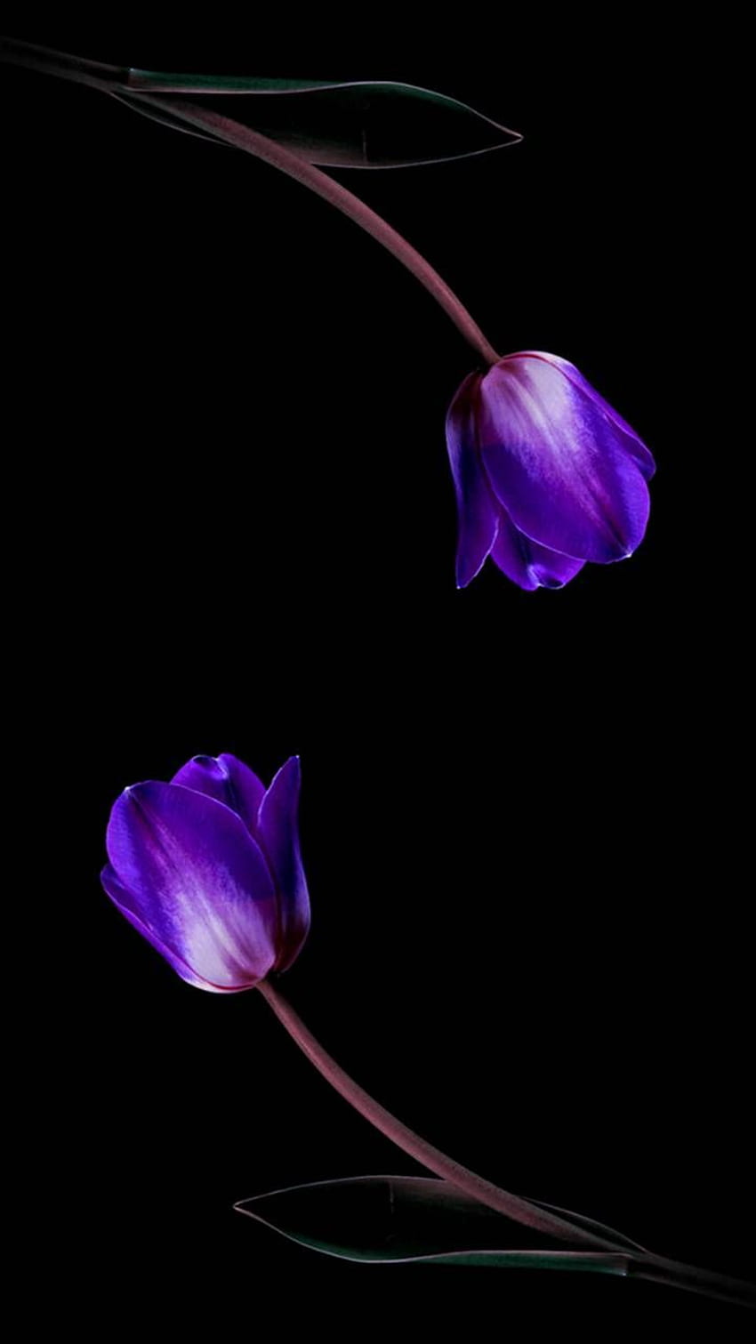 Purple Tulips HD phone wallpaper