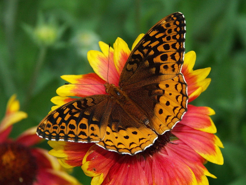 Blume, Makro, Schmetterling, Flügel HD-Hintergrundbild