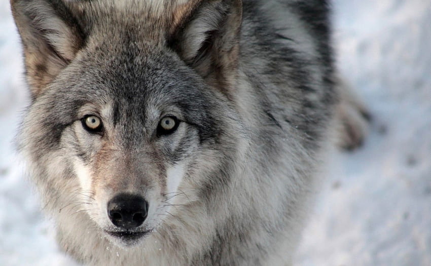 • Wilk •, wilki, dzikie zwierzęta, , wilk, dziki, drapieżniki, dzika przyroda, zwierzęta, przyroda, bezdroża Tapeta HD
