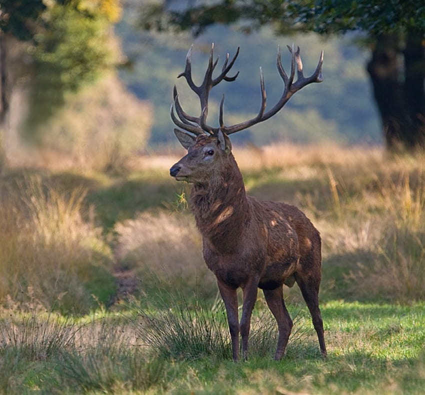 Red Deer mendengarkan, hutan, rusa, binatang, merah, mendengarkan, forrest Wallpaper HD